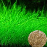 NEW Plant Grass Aquarium Fish Tank Plants Grass Landscaping Decoration