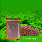 Aquarium Plants Seeds Water Aquatic Water Grass Live Plant