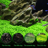 Aquarium Plant Seeds Water Aquatic Green Water Grass Decoration Easy Planting Fish Tank Landscape Ornament