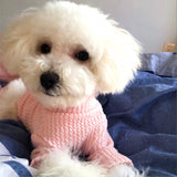 [MPK Cat Sweaters] New Design SWD Cat Sweater, Dog Sweater, Pet Sweater, Pet Winter Wear