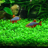 Fish Tank Aquarium Plant Seeds Aquatic Water Grass Decor Rock Lawn Garden Foreground Plant