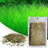Aquarium Plant Seeds Water Aquatic Green Water Grass Decoration Easy Planting Fish Tank Landscape Ornament