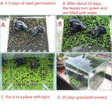 6 Pack Aquarium Plants Aquatic Water Grass Seeds Cow-hair LOVE Lucky Seeds Fish Tank Decoration Landscape Ornament