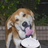 CC Automatic Cycle Pet Water Dispenser Cat And Dog Fountain Automatic Feeding Water Feeder Pet Daily Necessities