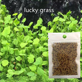Aquarium Plants Seeds Water Aquatic Water Grass Live Plant