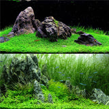 Fish Tank Aquarium Plant Seeds Aquatic Water Grass Decor Rock Lawn Garden Foreground Plant