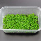 Nicrew Aquarium Plants Seeds Water Aquatic Water Grass Live Plant Fish Tank Decoration Landscape Ornament decor for fish tank