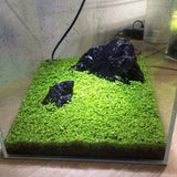 Fish Tank Aquarium Plant Seeds Aquatic Water Grass Decor Rock Lawn Garden Foreground Plant