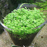 Fish Tank Aquarium Plant Seeds Aquatic Water Grass Decor Rock Lawn