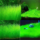 Aquarium Plant Seeds Water Aquatic Green Water Grass Decoration Easy Planting Fish Tank Landscape Ornament