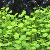 Fish Tank Aquarium Plant Seeds Aquatic Water Grass Decor Rock Lawn Garden Foreground Plant